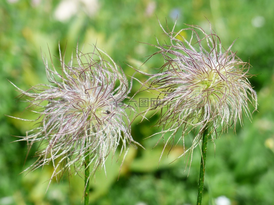 高山莲花,褪色,瘦果