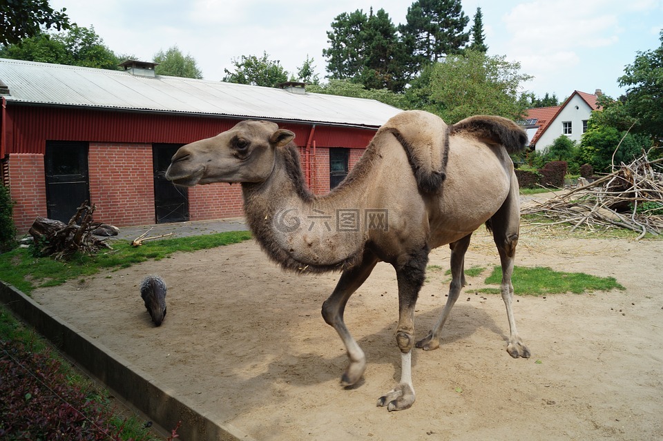 骆驼,动物园,德国不伦瑞克