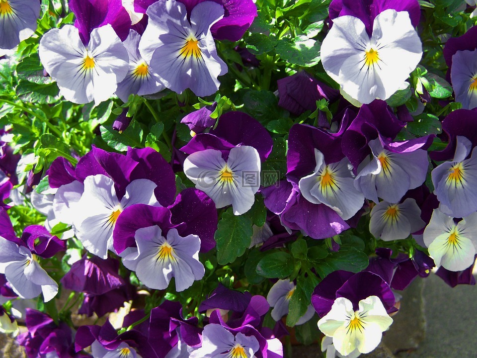 蓝紫色的三色堇,春天的花朵,庭园