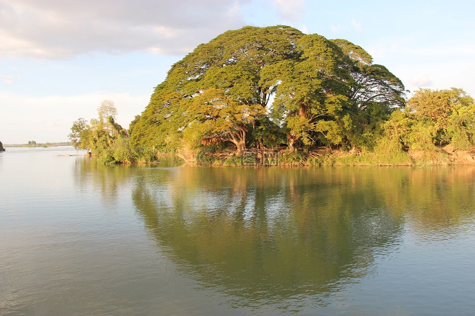 树,湄公河,镜像