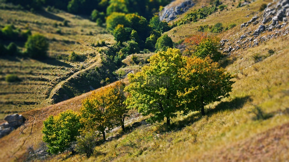 自然,树,秋天