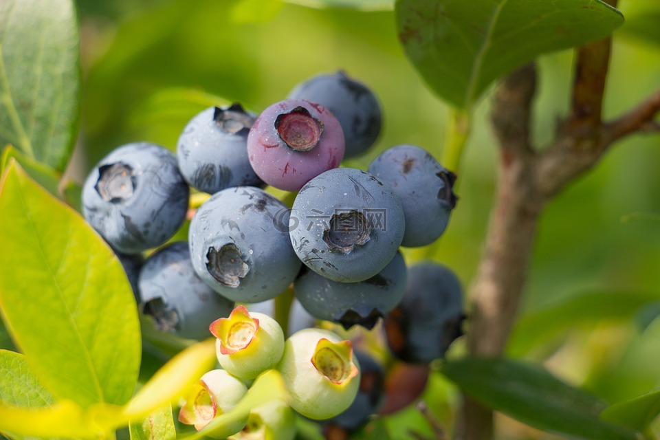 蓝莓,水果,夏天