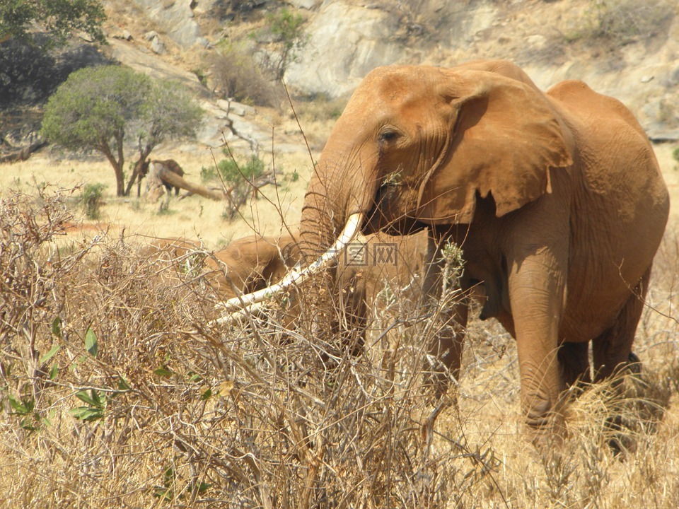 象,肯尼亚,非洲
