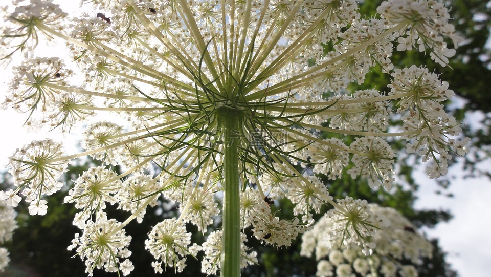 伞形花序,夏季,指出花