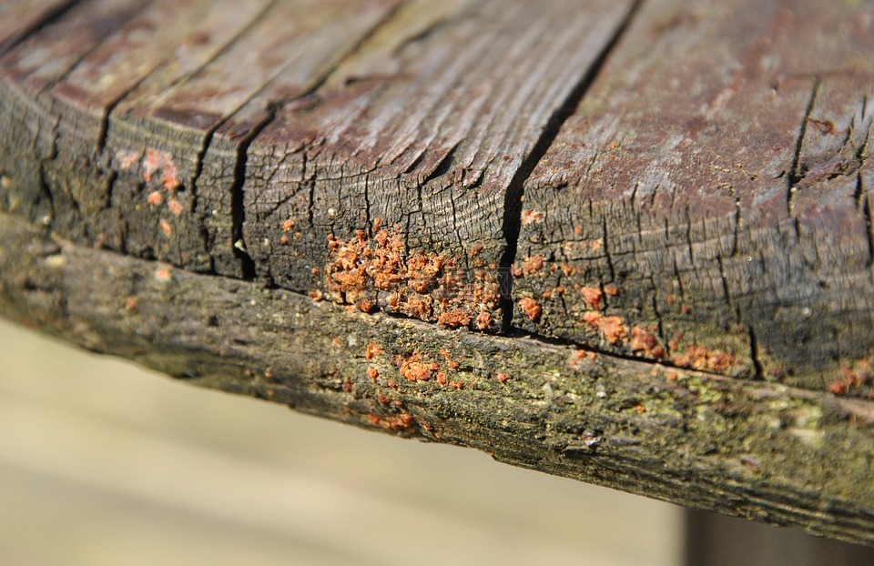 木材,真菌,菌类