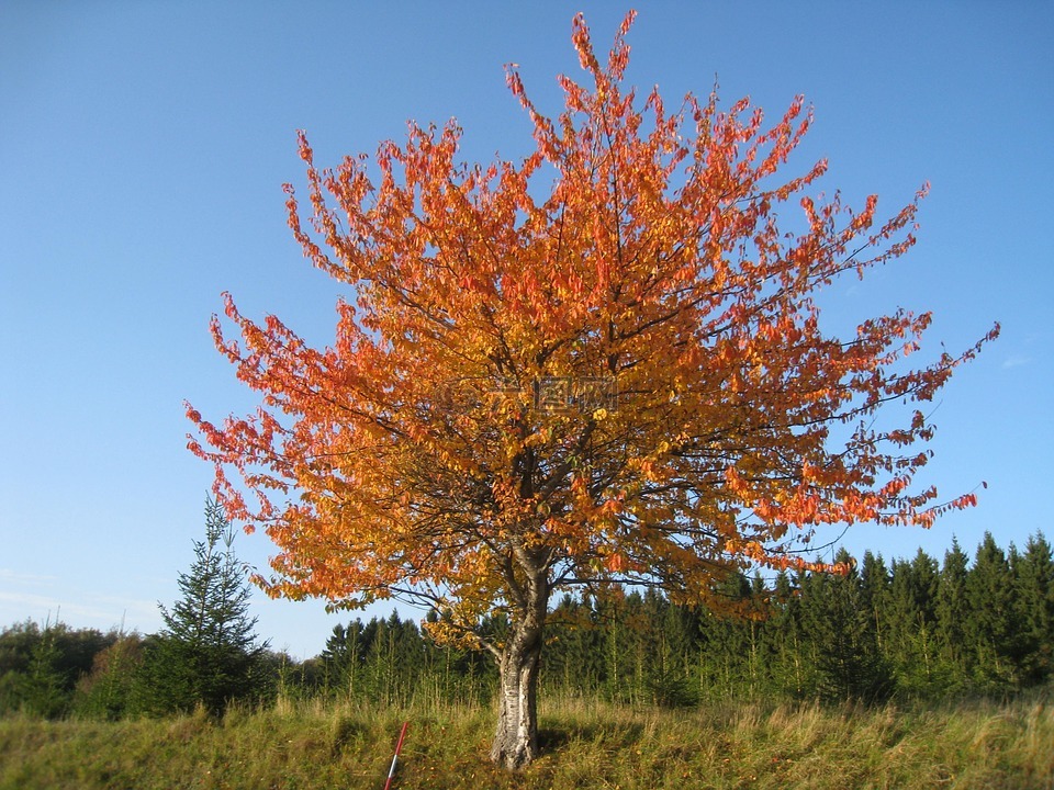 大自然,秋季,树