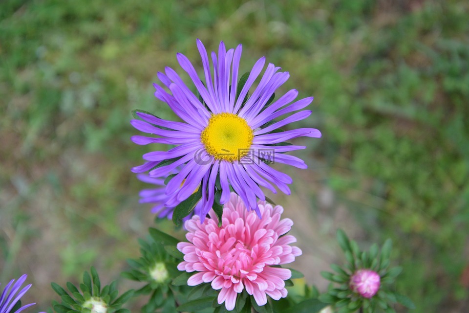 花,淡紫色的粉红色,花瓣