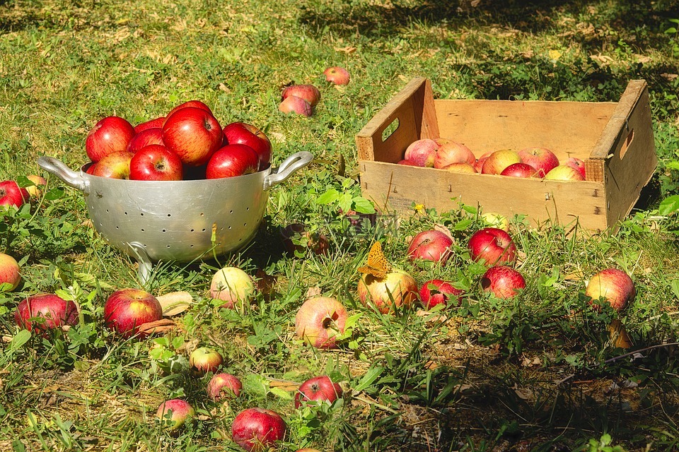 苹果,水果,集合
