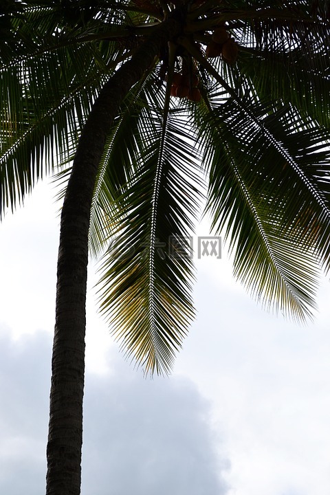 椰子树,棕榈,棕榈树