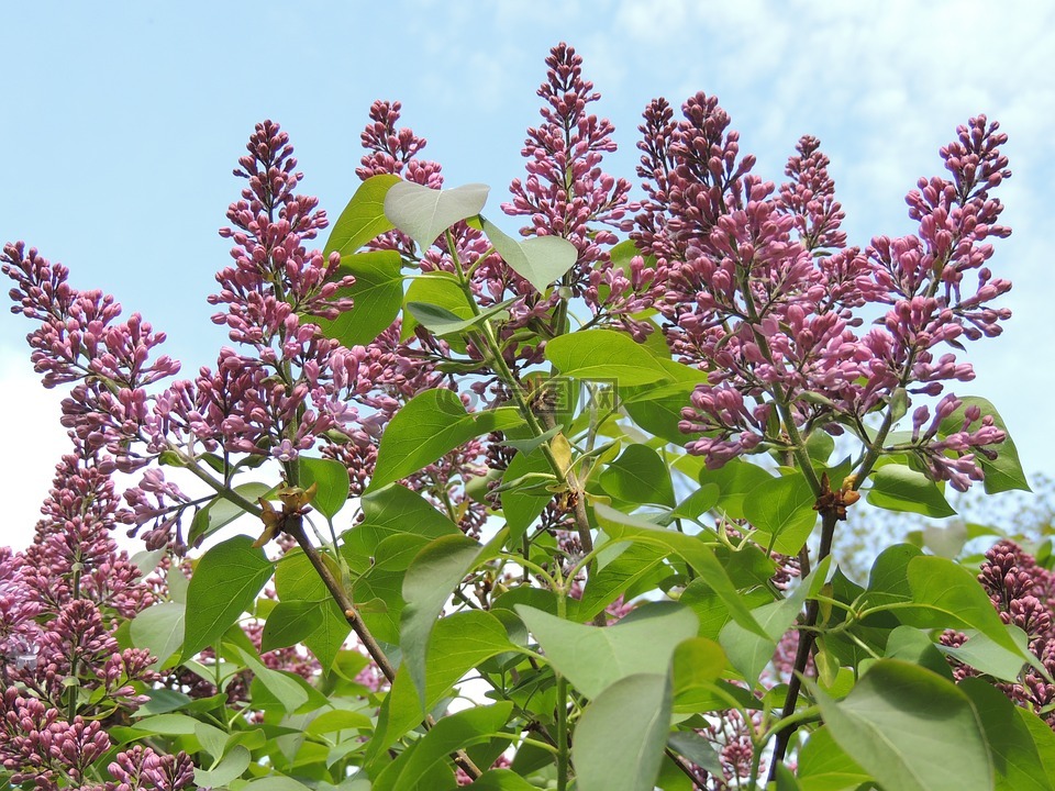 紫丁香,花