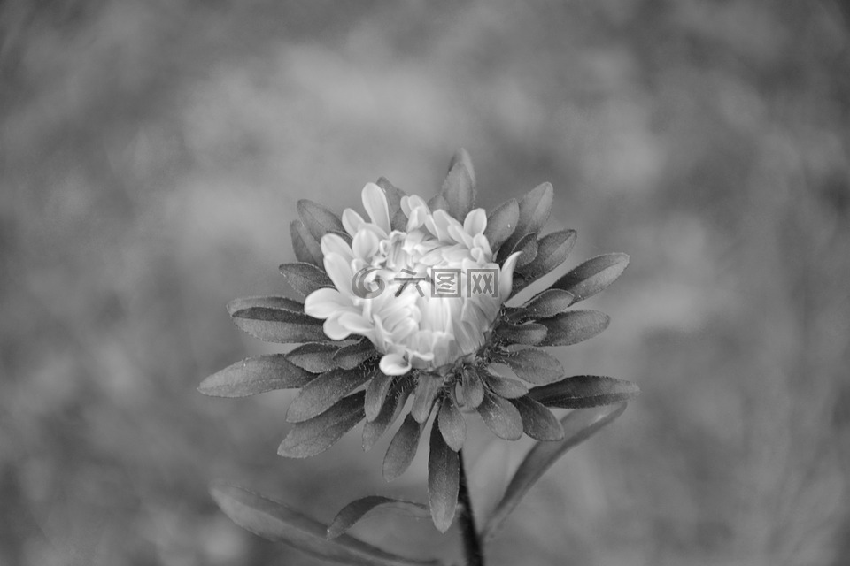 花,黑白照片,花园