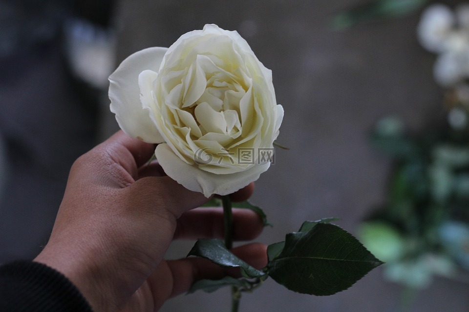 罗莎,白,娇嫩的花朵