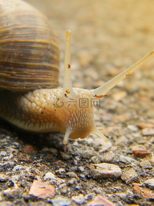 蜗牛,壳,蜗牛壳