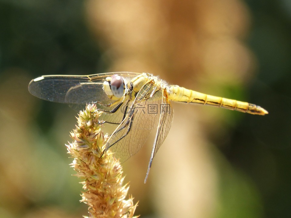 蜻蜓,菇trithemis,飞虫