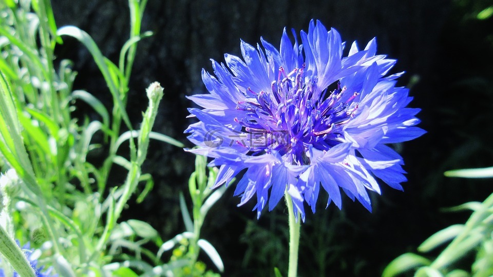 學士按鈕藍色的花花園