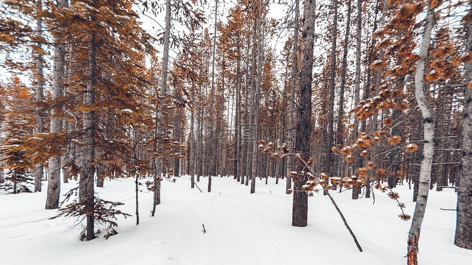 森林雪景,基金,摄影
