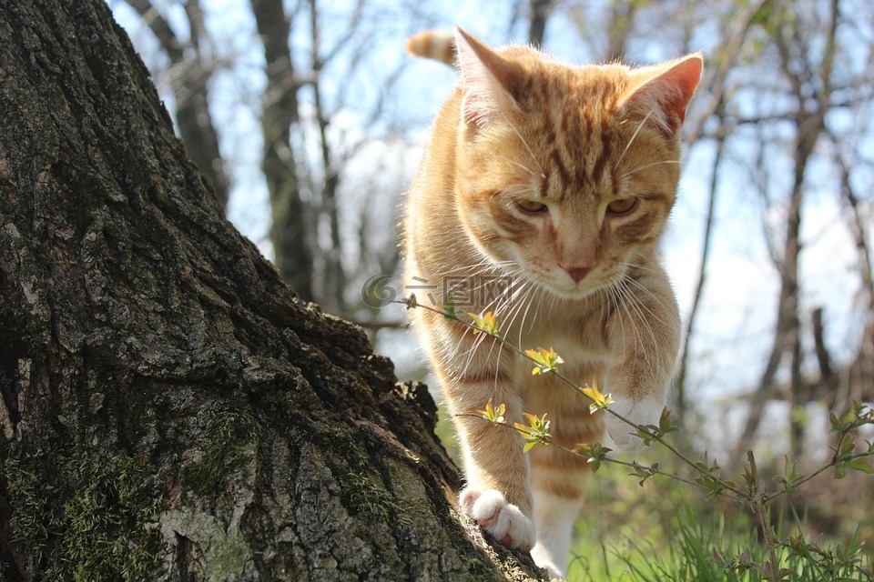 猫,花,小猫