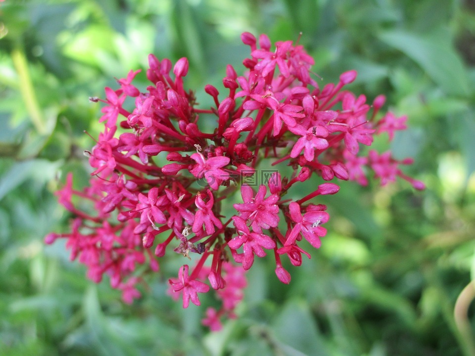 野花,粉红色,红短枝花