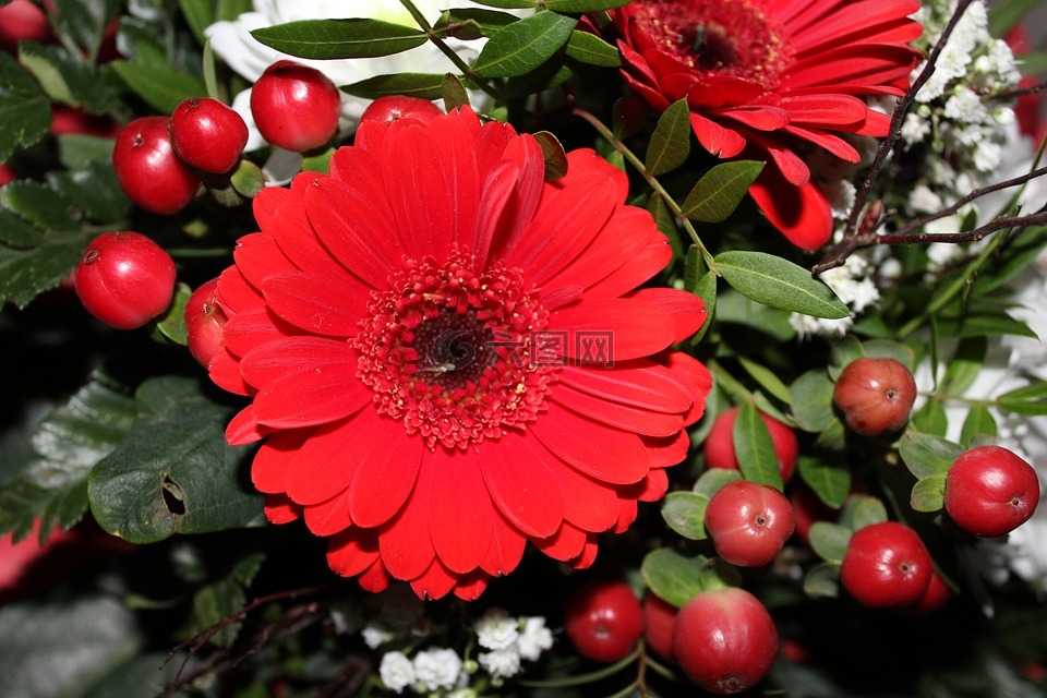 非洲菊 花束 红色高清图库素材免费下载 图片编号 六图网