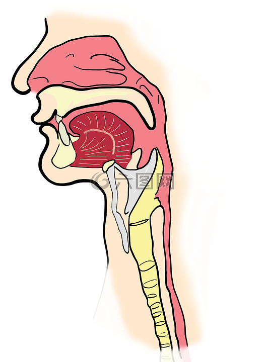 喉,咽,解剖