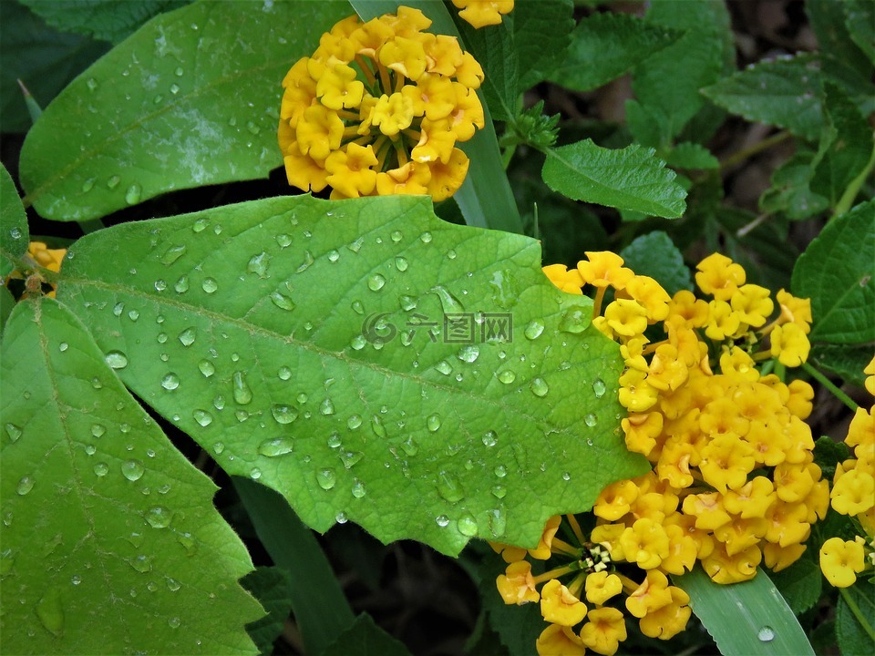 雨滴,绿叶,黄色的花