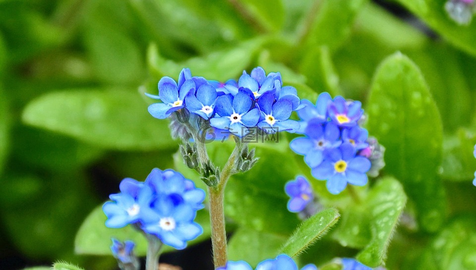 kéknefelejcs,春天的花朵,蓝色的花