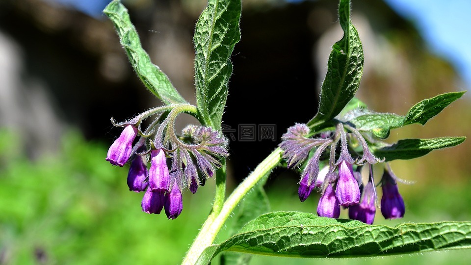 紫草科植物,春天,性质