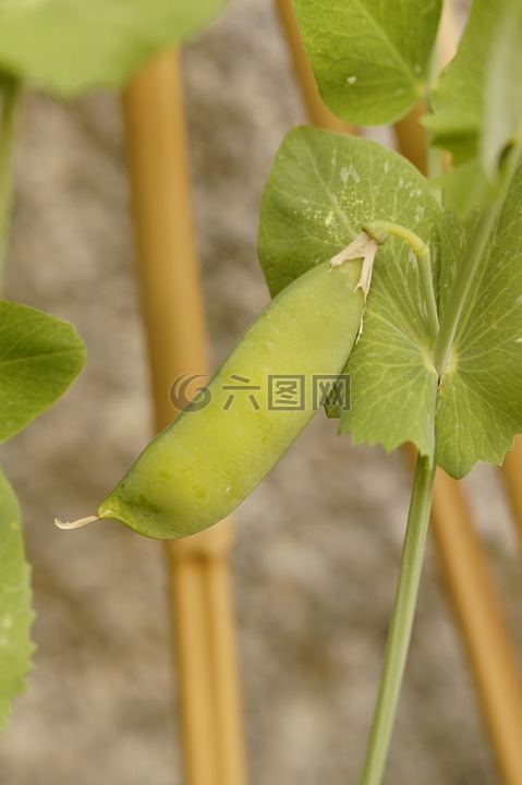 豌豆荚,豌豆,豌豆植物