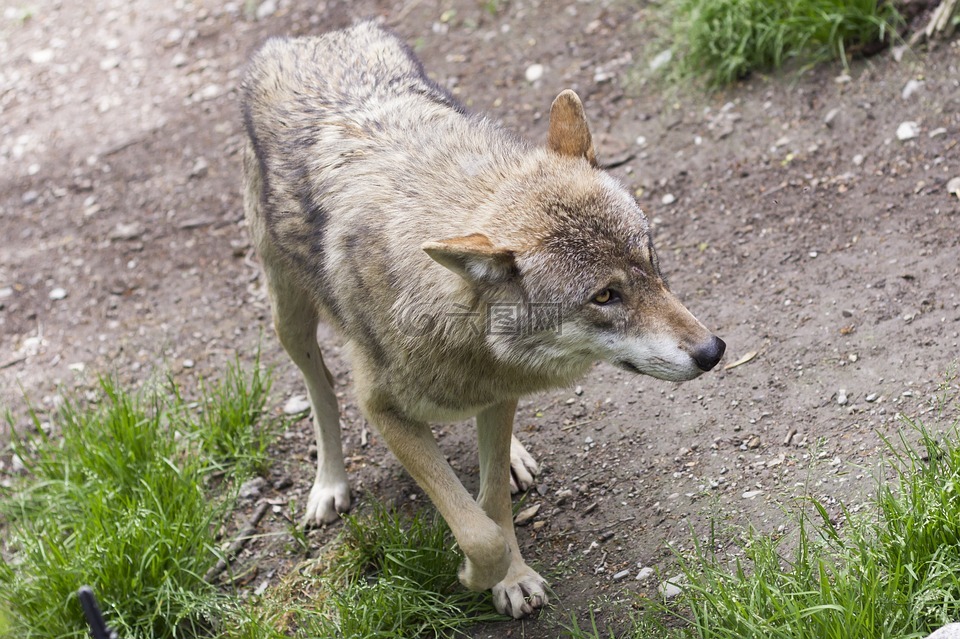 狼,犬红斑狼疮,捕食