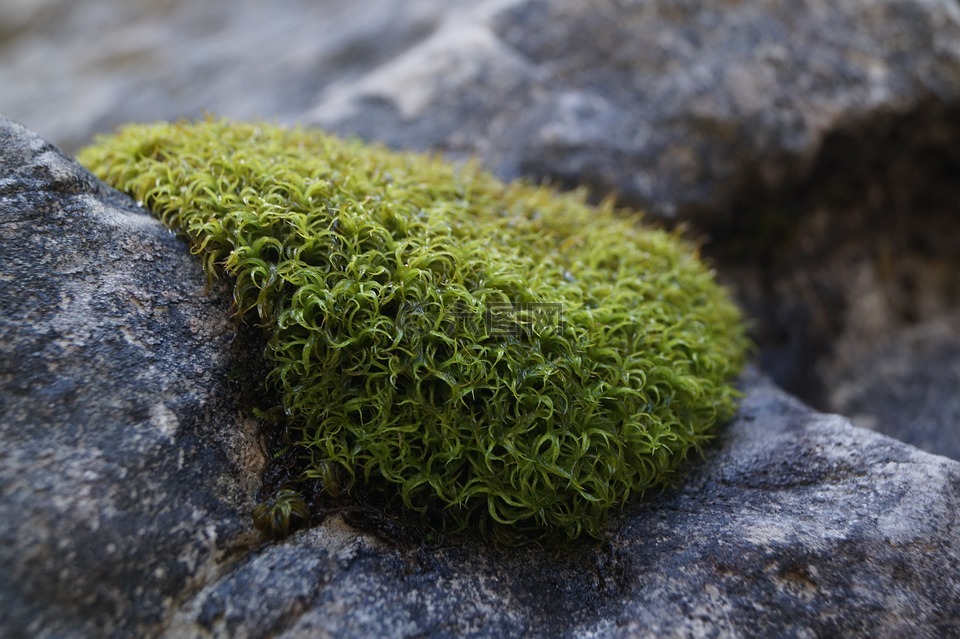 苔绿色性质