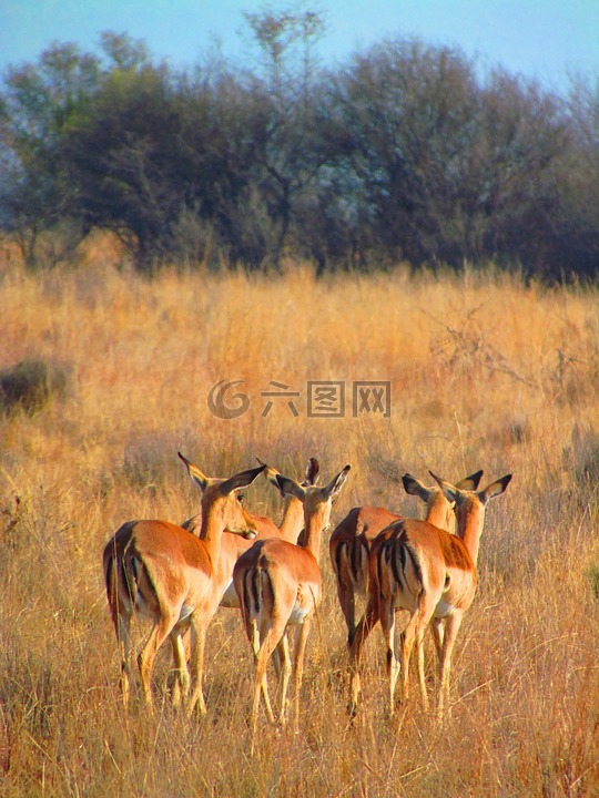 黑斑羚,走开,非洲