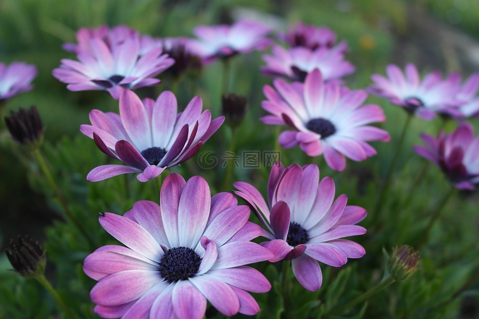 花卉,紫色,白