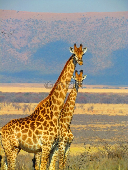 长颈鹿,南非,野生动物园