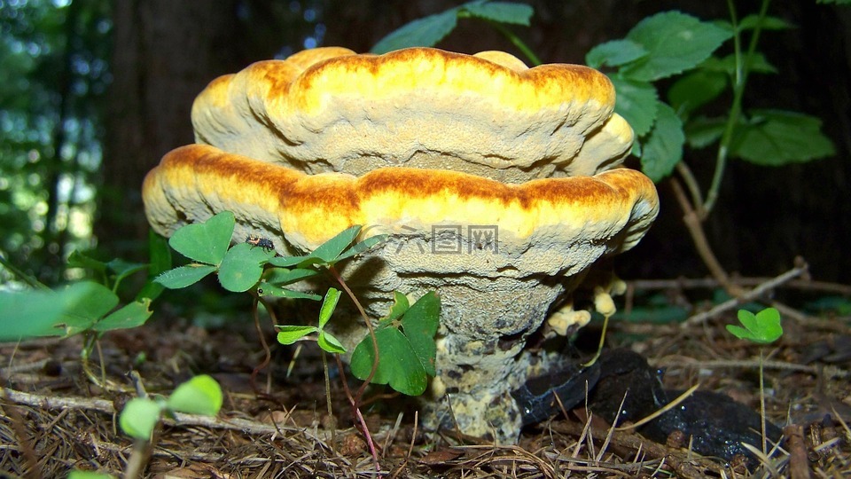 火种真菌,黄棕色蘑菇,性质