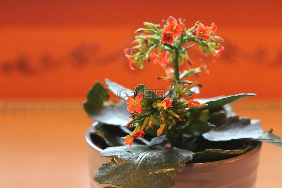 火红 käthchen,盆栽的植物,厚的板材温室
