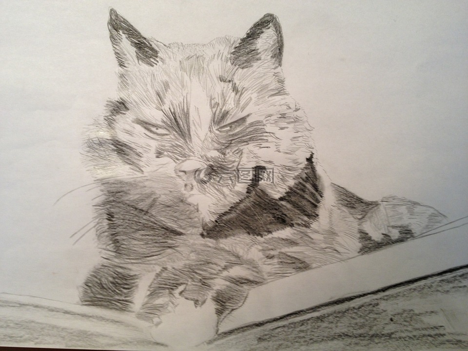 绘图,铅笔,猫