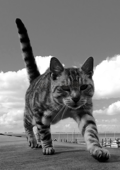 猫,黑白照片,大
