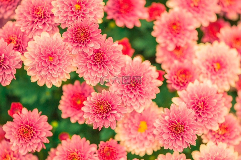 鲜花,夏季,粉红色