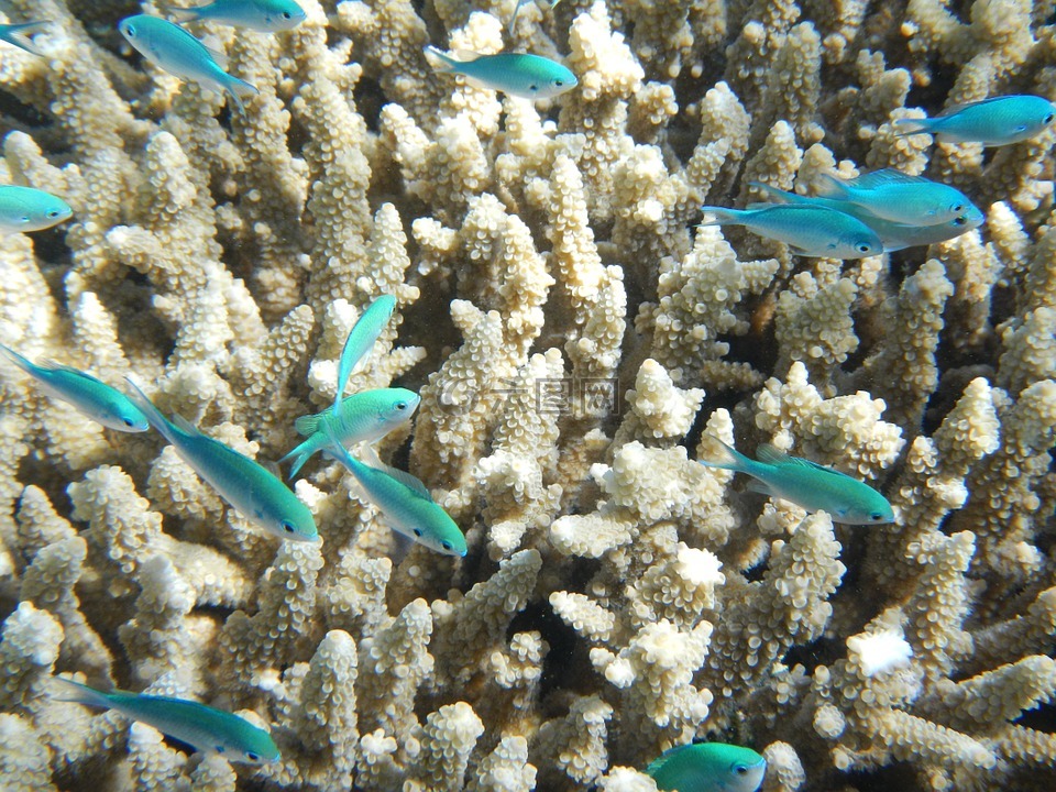 鱼,珊瑚,大堡礁
