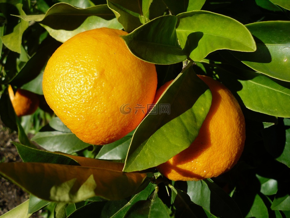 橙色,水果,塞维利亚