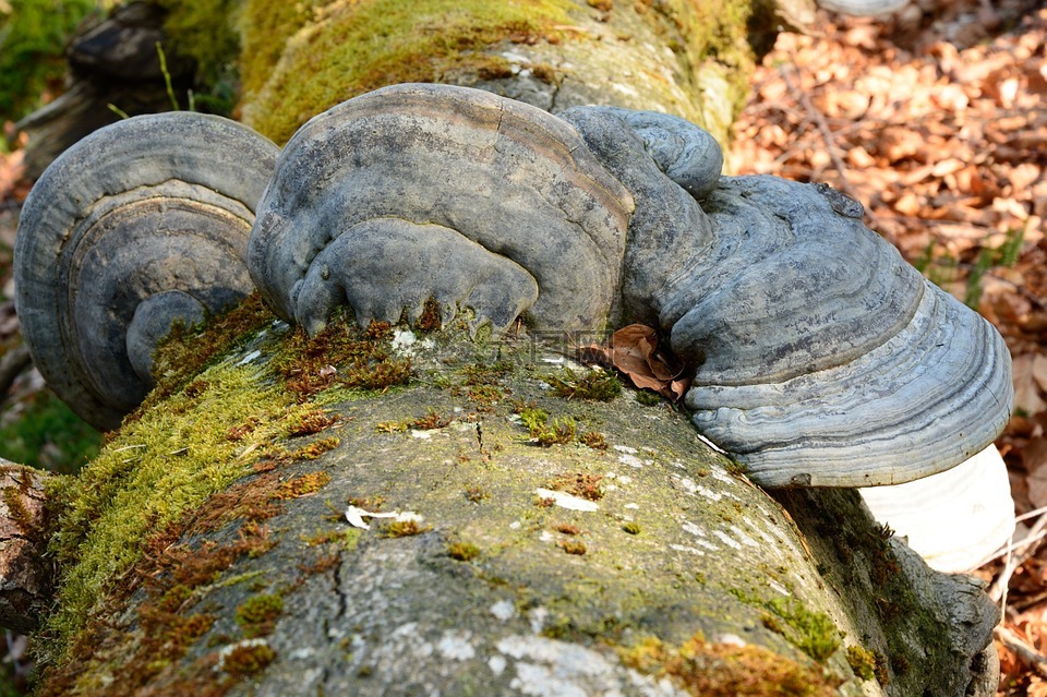 树菌,蘑菇,树