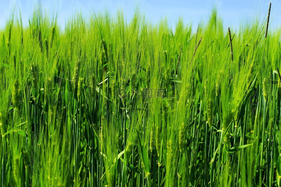大麦,大麦场,农业