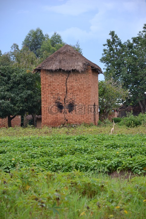 干燥塔,乌干达,农业