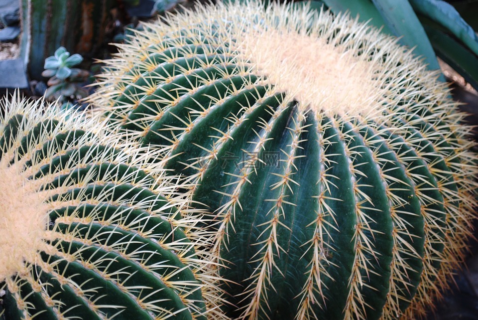 仙人掌沙漠植物