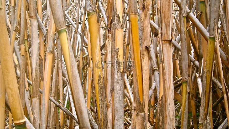 甘蔗,芦竹,茎圆柱
