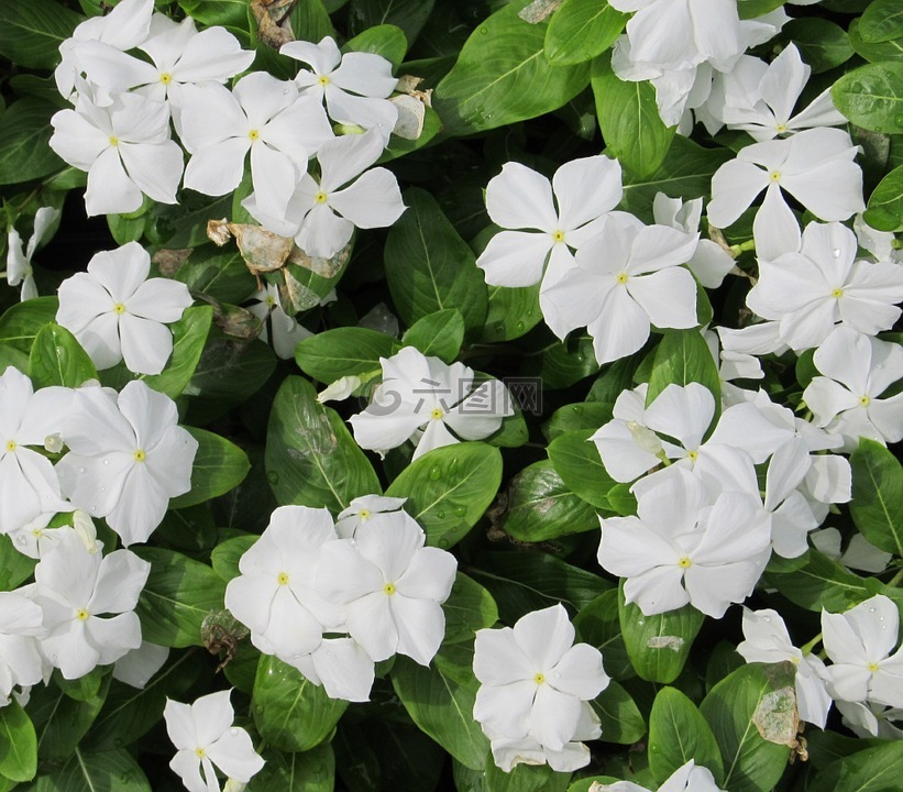 长春,鲜花,小蔓长春花