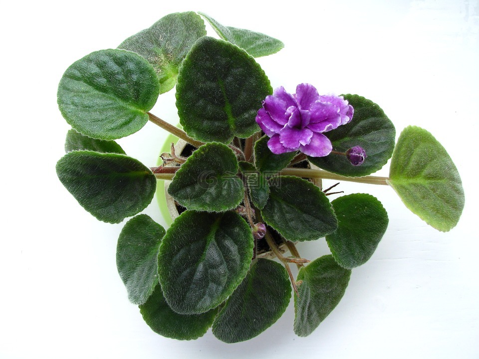 紫罗兰色,花卉,植物