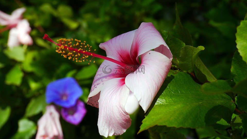 花卉,阳光,夏季