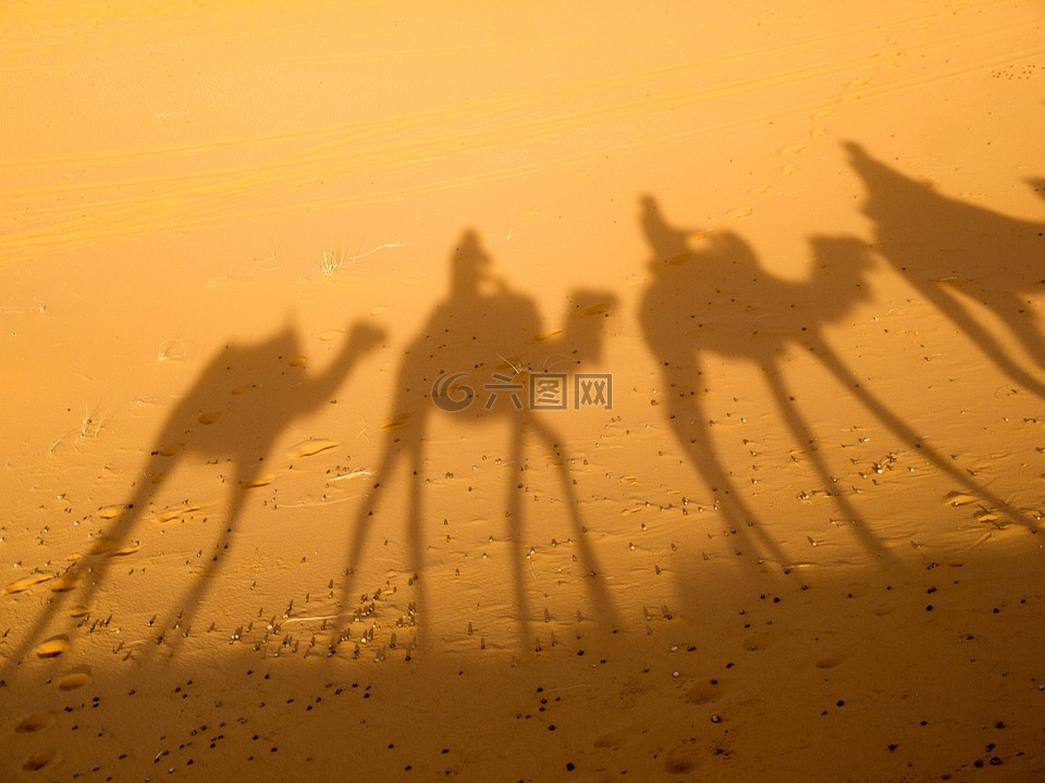 骆驼,影子,沙漠
