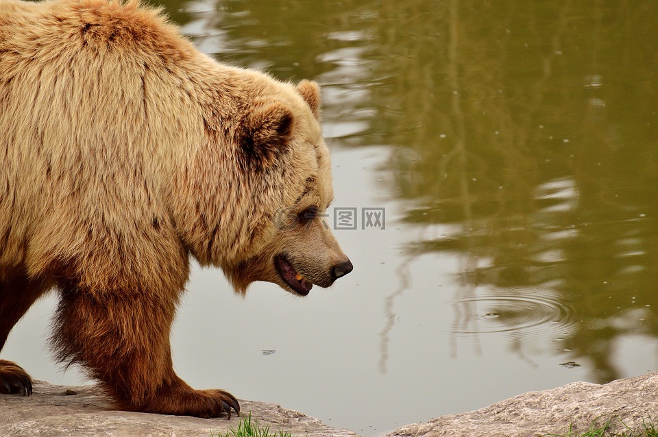 欧洲棕熊,明亮的外套,金发